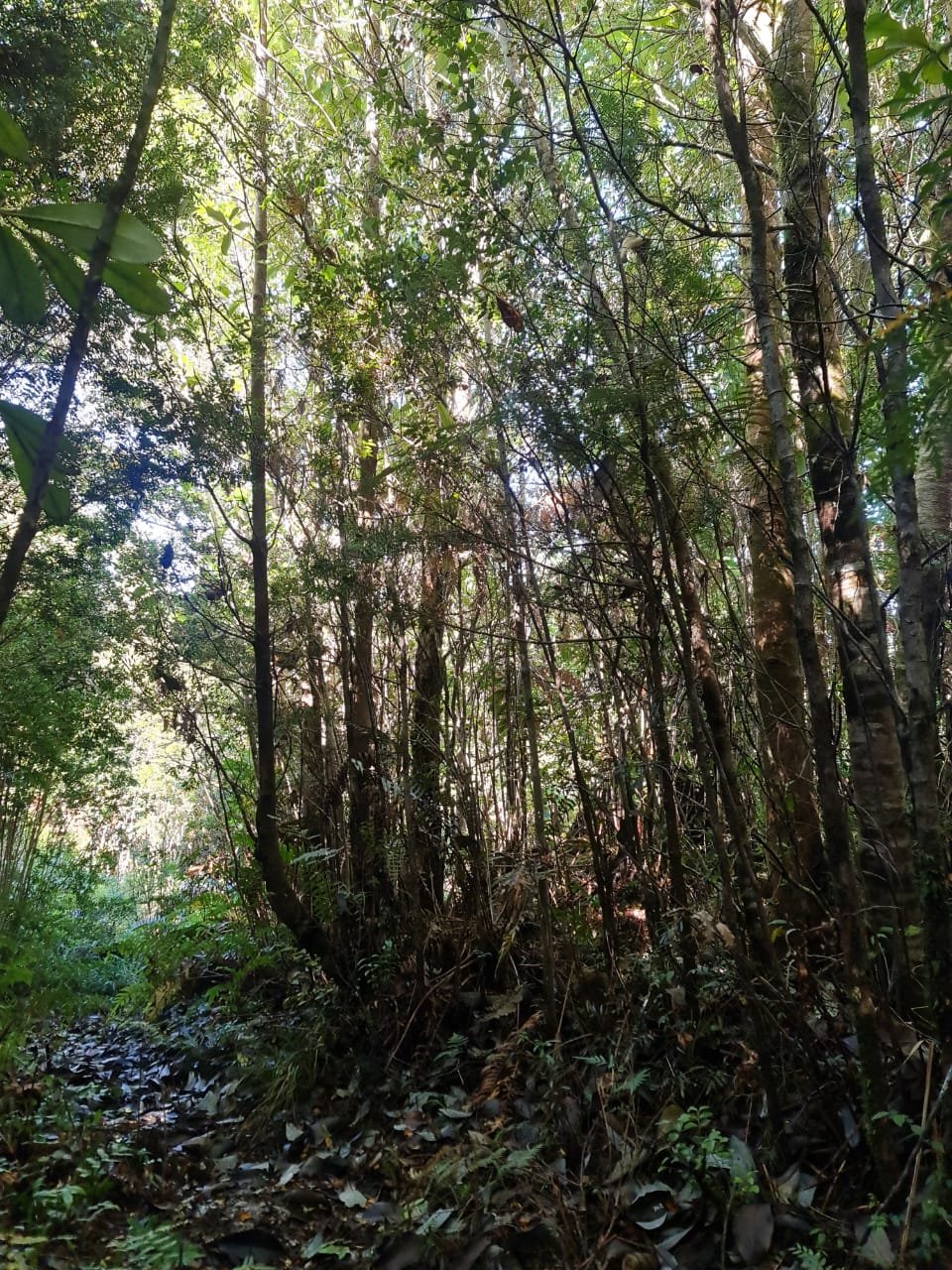 Bosque nativo interior