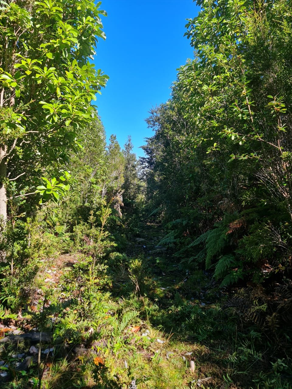 Sendero natural