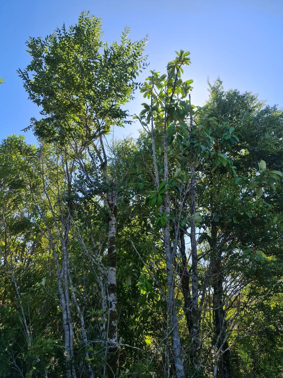 Bosque patagónico